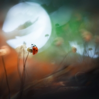 Ladybug