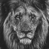 The Big 5: A Different Hunt.