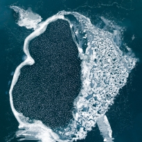 Mallards Fighting the Cold