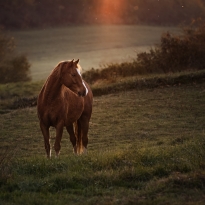 Rhinevalley violent Red