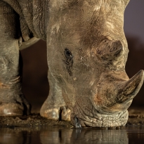 White rhino at the waterhole
