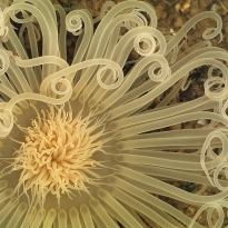 Peacock Anemones  During Low Tide