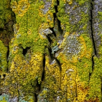 Lichens on Palm Trees