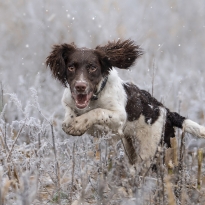 Winter Springer