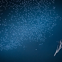 White goose migration