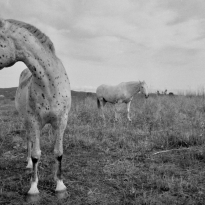 Living with Three Horses