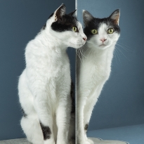 Reflection-Looking at you