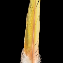 parrot feathers