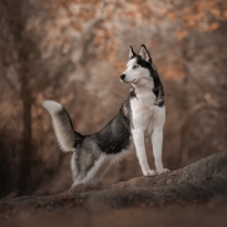 Is that a squirrel I see?