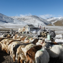 Instant of nomadic life