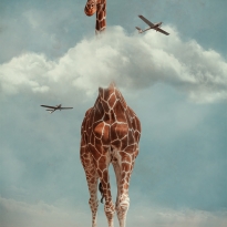 Head Above the Clouds