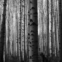 Aspen Grove