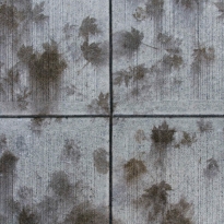 Ghost Leaves of Vancouver 