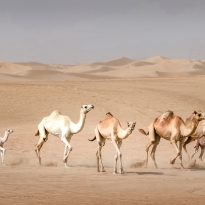 Desert Camels