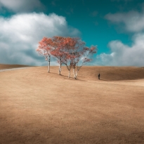 Surrealness in Bowring Park