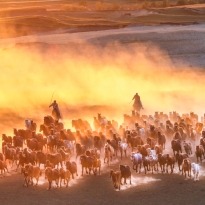 Horse galloping at sunset