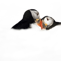 Puffin dream
