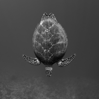 Voyagers of the Blue