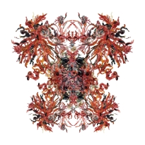 A new life form �Creature�