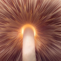 Abstract Fungal Glow