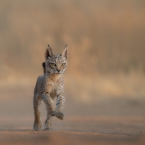 IBERIAN LYNX, SYMBOL OF SPAIN
