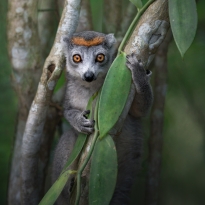 The Guardian of Magic