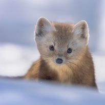 The Elves of Pine Wood Forest