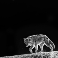 A song-dog in Winter