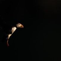 The black and white of the red list