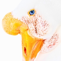 Animals portrait in Zoo