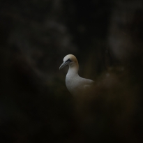 The glorious gannet