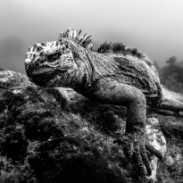 Marine Iguana