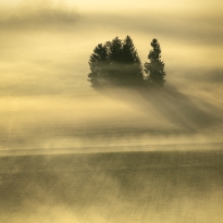 Foggy morning in the fields