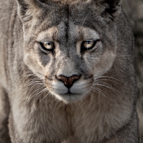 Back to be Strong Pumas