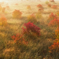 Red leaves in winter