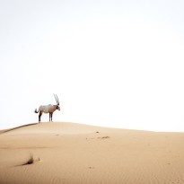 Arabian oryx