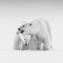 How a bear came to mourn