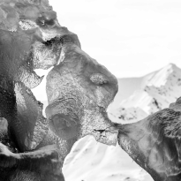 Icebergs: Nature's greatest artworks