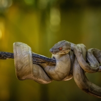 Master of Camouflage