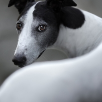 Beyond the Portrait.