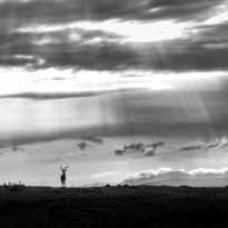 Where Clouds Dance and Hearts Entwine