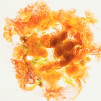 Flowers in crystal clear ice