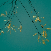 Golden Leaves