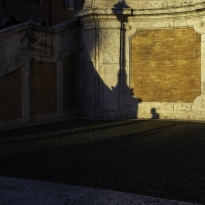 Red petals and shadows