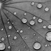 On the Surface of Lotus Leaves