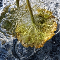 Water Natures Crans, Positano