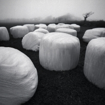 Hay stacks in the fog