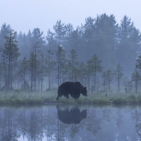 Silent Stroll in the mist