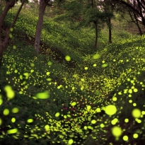 Summer Night Firefly Dance