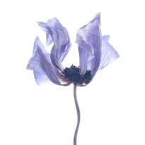 Dried Anemone Flower